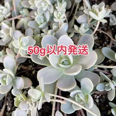ラスト♡子持ち蓮華錦 鏡花 カット苗２個 多肉植物 ラスト♡子持ち蓮華錦 鏡花 カット苗2個 多肉植物