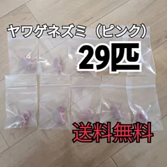 0123【冷凍】ヤワゲネズミ　リタイアサイズ80～100ｇ　40匹 0123【冷凍】ヤワゲネズミ リタイアサイズ80～100g 40匹 0123
