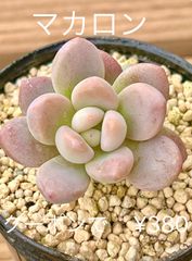 多肉植物  マカロン