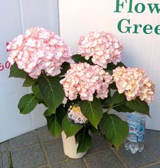 【お買得】おすすめ　アジサイ　紫陽花　アンティークカラー　君の名は　加茂セレクション　庭木　ピンク