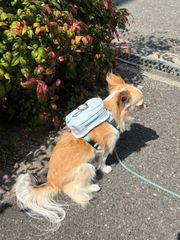 オレンジとオリーブ2本組 犬用ショルダースリップリーシュ - メルカリ