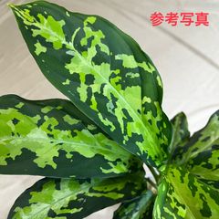 アグラオネマ　ピクタム　Aglaonema pictum "Hierophant Greem" from Sumatera barat ［AZ0512-x］ver.福間　芋