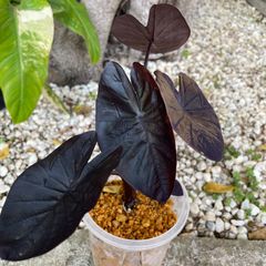 【黒くてかっこいい葉】コロカシア ブラックマジック　Colocasia esculenta ‘Black Magic'