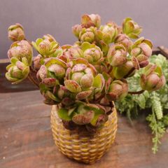 MA153	サンデルシー群生	【イータニク】多肉植物　韓国苗　第四種郵便発送