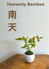 ミニ盆栽  南天  ミルク色の鉢