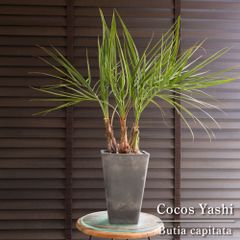 発根済】24cm 金鯱 サボテン 8号 多肉植物 ドライガーデン 金シャチ