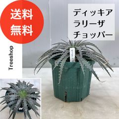 【観葉植物】ディッキア【送料無料】ディッキア ラリーザ チョッパー 多肉植物 18cmプラ鉢 人気 おしゃれ ドライガーデン デザートガーデン ロックガーデン 多年草