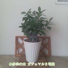 人気観葉植物 ガジュマル6号鉢 多幸の木開運招福 インテリアグリーン