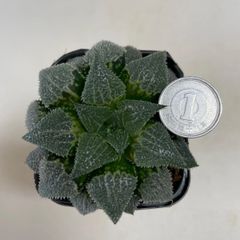 多肉植物　ハオルチア　ウイミー　抜き苗　根付き