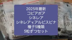 特大サイズ 自根 コピアポア シネレア 黒王丸 姫野翔太 蜂付き 2025年最新】コピアポア シネレアの人気アイテム - メルカリ