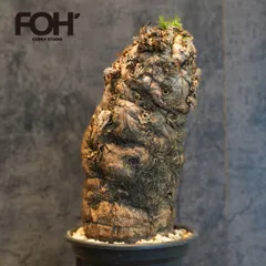 2025年最新】ユーフォルビア ムランジーナの人気アイテム - メルカリ