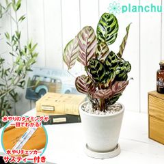 希少 ♯サンスベリア ♯ バンテラスセンセーション 5株【速達発送