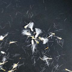パキポディウム ウィンゾリー 種子 5粒 自家採取 新鮮 7/9採取 - メルカリ