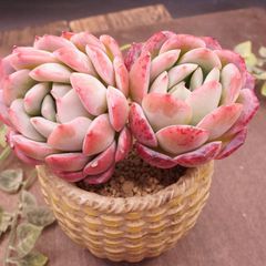 四種発送	R245	エーピンク	【イータニク】多肉植物　韓国苗