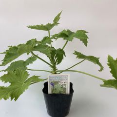 ハーブゼラニウム　グレープ　3.5号　自家栽培　希少品種　観葉植物　蚊連草