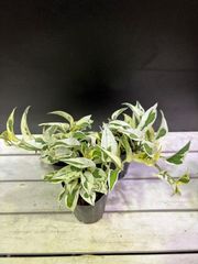 ポトス・エクセレント　2.5号ポット　3ヶセット販売　観葉植物　インテリア　グリーン