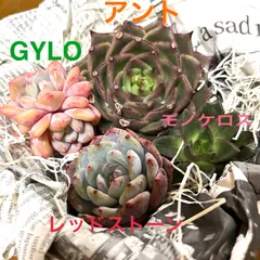 2024年最新】多肉植物苗 詰め合わせの人気アイテム - メルカリ