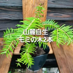 森の奥深くからやって来た天然野生の可愛い樅の木さん＊今春3年生