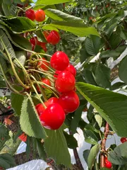 みさちゃん様専用　紅秀峰Lサイズ　2キロ