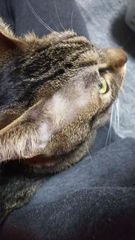 ドラゴンクエスト旧カードゲーム かくれんぼうlv.4 SERIAL No.S005