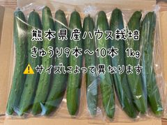 熊本県産 ハウス栽培 きゅうり1キロ