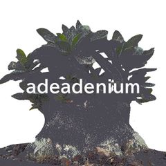 shop-thumbnail