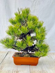 錦松　小品盆栽　にしきまつ