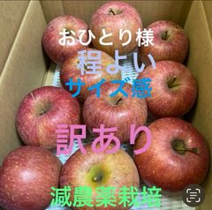 減農薬栽培山形県東根市産　ふじりんご　大人気❣️訳ありBランク2キロ箱満タン