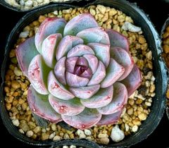 ホワイトカレー　エケベリア　韓国苗　多肉植物