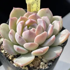 2025年最新】アメイジンググレイス 多肉の人気アイテム - メルカリ