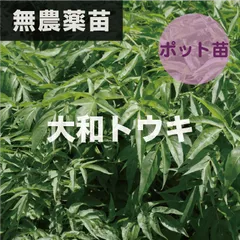 大和当帰 奈良県産 無農薬 9個 苗 まとめ売り やまととうき