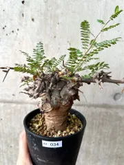 【セール】ボスウェリア　ネグレクタ　No.001　メルカリ便　鉢、送料込 ネグレクタ – Hachi-8