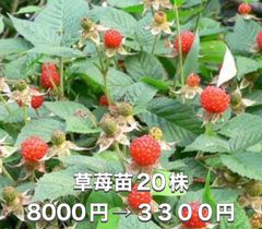 ⭐️草苺苗20株(小)⭐️ 20株8000円→3300円 木苺苗　クサイチゴ苗　くさいちご苗　キイチゴ　木いちご　木イチゴ　野苺　野イチゴ　野いちご　ノイチゴ