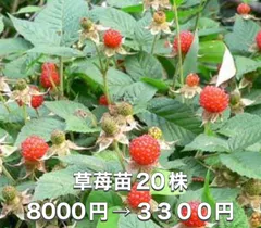 ⭐️草苺苗20株(小)⭐️ 20株8000円→値下げ3000円 木苺苗　クサイチゴ苗　くさいちご苗　キイチゴ　木いちご　木イチゴ　野苺　野イチゴ　野いちご　ノイチゴ