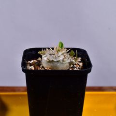 3QA 実生 パキポディウム・エニグマチカム Pachypodium enigmaticum コーデックス 塊根植物 2.5号鉢 パキポディウムエニグマチカム