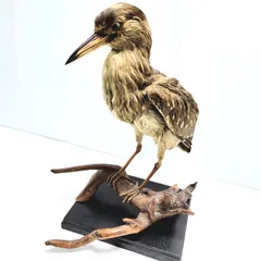 2025年最新】ゴイサギの人気アイテム - メルカリ