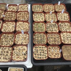 同梱用　リトープス600円の種子