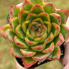 【多肉植物】エケベリア　エレガンス　カット苗写真全て　❤️かなり大きくなります❤️ 多肉植物】エケベリア エレガンス カット苗写真全て ❤️かなり大きく