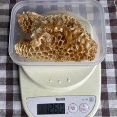 あかしあ　巣蜜126g 巣みつ　ハチミツ　西洋ミツバチ　コムハニー　蜂蜜　はちみつ