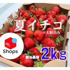 ✨セール中✨青森県産　大玉！！夏イチゴ　２kg  いちご　苺
