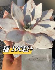 エケベリアの女王　カンテの種子　100粒➕ 多肉植物 普通郵便