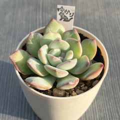 【ポールサイン】★韓国苗★多肉植物★エケベリア★カット苗★