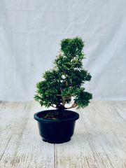 津山檜　小品盆栽　つやまひのき