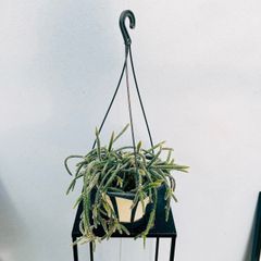 ［現品］♡かわいい♡  2番　リプサリス  ピロカルパ　5号　観葉植物　室内　蔓性　ハンギング　吊り下げ　サボテン科