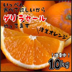 清見オレンジ　10kg