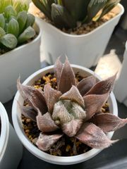 ハオルチア　ベヌスタ　抜き苗
