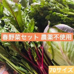 ほうれん草 キャベツ ビーツ菜 二十日大根 大根菜 パクチー ねぎ　山菜　詰め合わせ 70サイズ