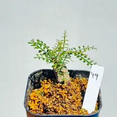 ☆早い者勝ち☆ オペルクリカリアパキプス パワータンク10本セット B 2025年最新】パキプス パワータンクの人気アイテム - メルカリ