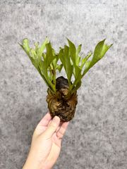 【B100 Sサイズ】 ▽P.ridleyi Wild Banten▽ リドレー　リドレイ【PLANET】ビカクシダ