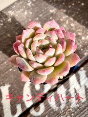 多肉本舗 - メルカリShops